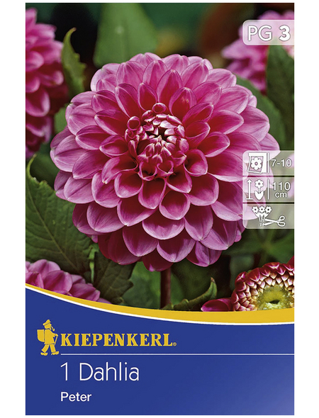 KIEPENKERL Blumenzwiebel Dahlie, Dahlia Hybrida, Blütenfarbe: rosa