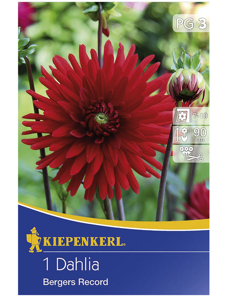 KIEPENKERL Blumenzwiebel Dahlie, Dahlia Hybrida, Blütenfarbe: rot