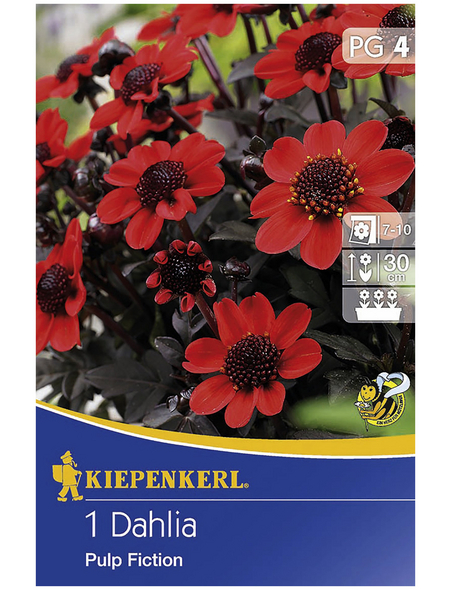KIEPENKERL Blumenzwiebel Dahlie, Dahlia Hybrida, Blütenfarbe: rot