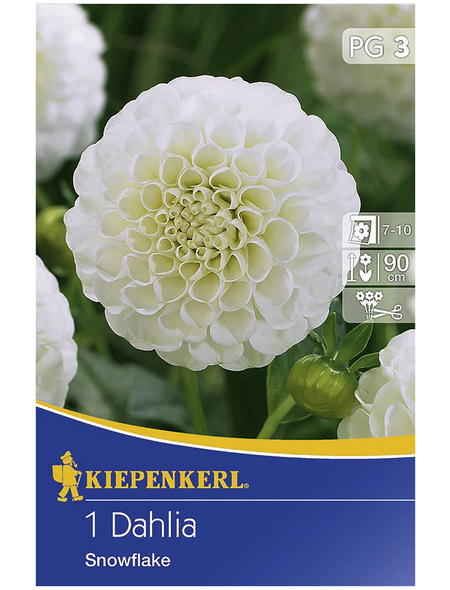 KIEPENKERL Blumenzwiebel Dahlie, Dahlia Hybrida, Blütenfarbe: weiß