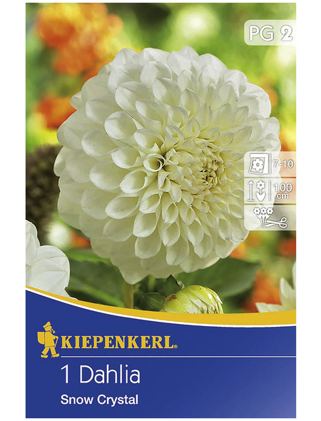KIEPENKERL Blumenzwiebel Dahlie, Dahlia Hybrida, Blütenfarbe: weiß