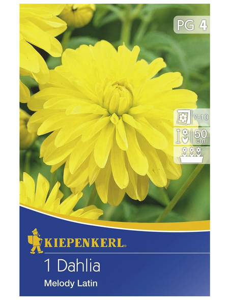 KIEPENKERL Blumenzwiebel Dahlie, Dahlia Hybrida »Melody Latin«, Blütenfarbe: gelb