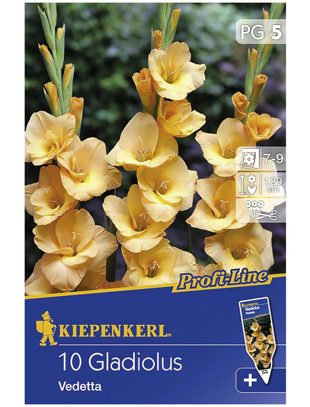 KIEPENKERL Blumenzwiebel Gladiole, Gladiolus Hybrida, Blütenfarbe: gelb