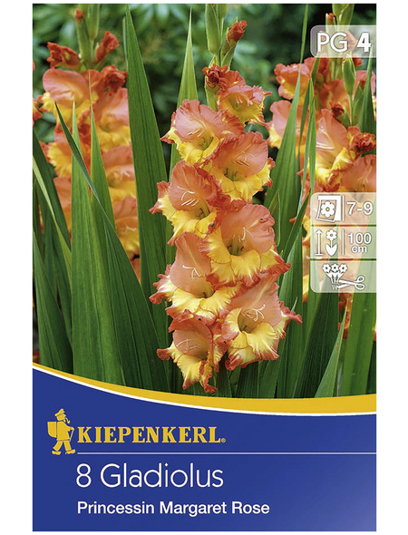 KIEPENKERL Blumenzwiebel Gladiole, Gladiolus Hybrida, Blütenfarbe: mehrfarbig