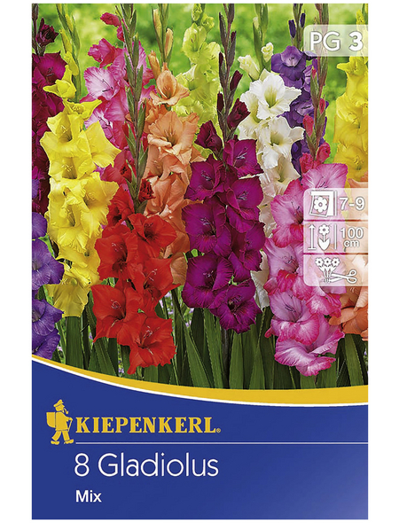 KIEPENKERL Blumenzwiebel Gladiole, Gladiolus Hybrida, Blütenfarbe: mehrfarbig
