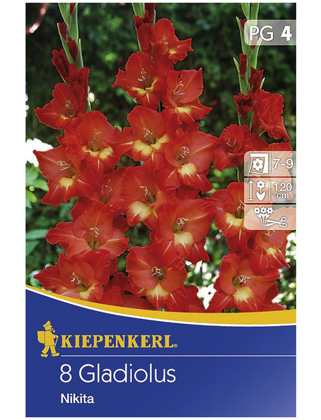 KIEPENKERL Blumenzwiebel Gladiole, Gladiolus Hybrida, Blütenfarbe: rot