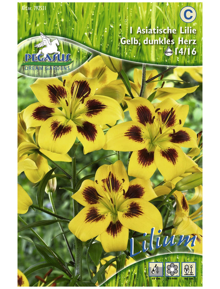 PEGASUS Blumenzwiebel Lilie, Lilium Hybrida, Blütenfarbe: gelb