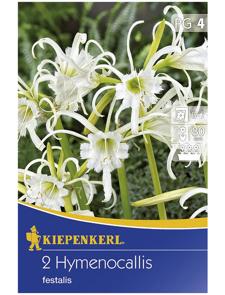 KIEPENKERL Blumenzwiebel Schönhäutchen, Hymenocallis narcissiflora, Blütenfarbe: weiß