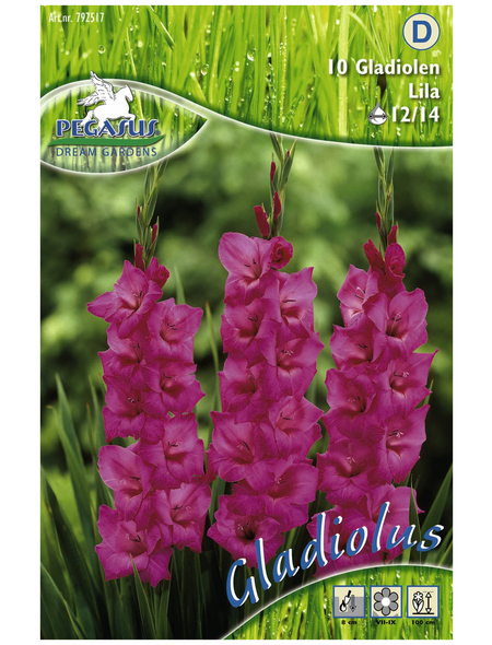 PEGASUS Blumenzwiebel Schwertblume, Gladiolus Hybrida, Blütenfarbe: lila