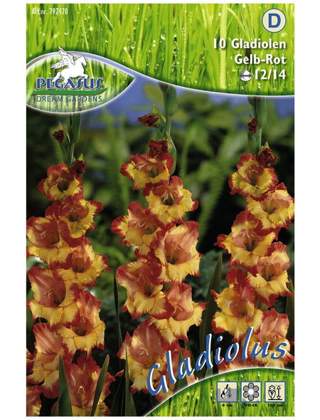 PEGASUS Blumenzwiebel Schwertblume, Gladiolus Hybrida, Blütenfarbe: mehrfarbig