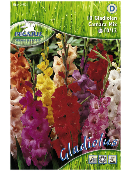 PEGASUS Blumenzwiebel Schwertblume, Gladiolus Hybrida, Blütenfarbe: mehrfarbig