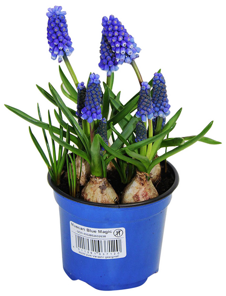 Gartenkrone Blumenzwiebeln Traubenhyazinthe, Muscari armeniacum, Blüte: blau