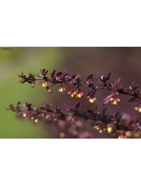  Blutberberitze, Berberis thunbergii »Atropurpurea«, Blätter: dunkelrot, Blüten: gelb