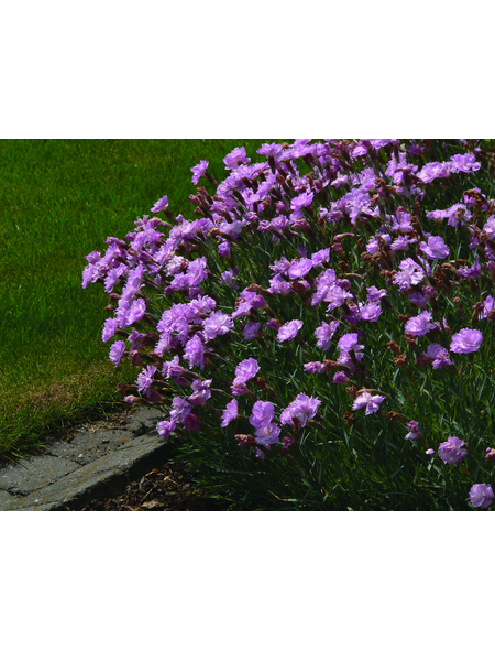  Bodendecker »Dianthus plumarius«, rosa, winterhart