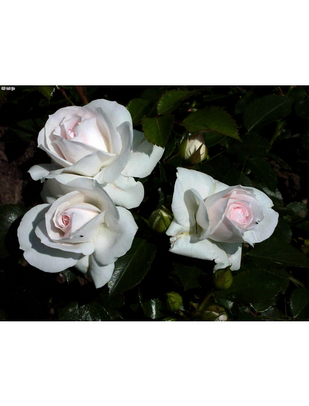  Bodendecker-Rose 'Aspirin Rose', Rosa hybrida, Blüten: weiß