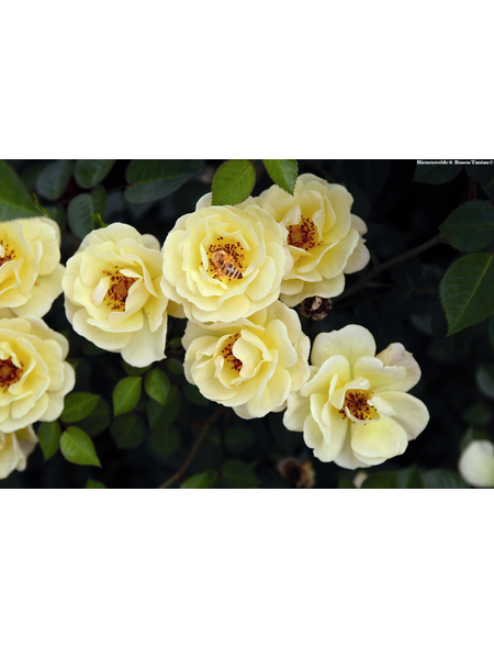  Bodendecker-Rose Bienenweide, Rosa hybrida, Blüte: gelb, einfach