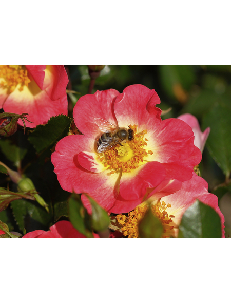 Bodendecker-Rose Bienenweide, Rosa hybrida, Blüte: gelb-orange-rosa, einfach