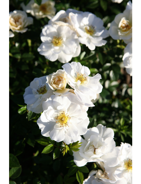  Bodendecker-Rose Bienweide, Rosa hybrida, Blüte: weiß, einfach