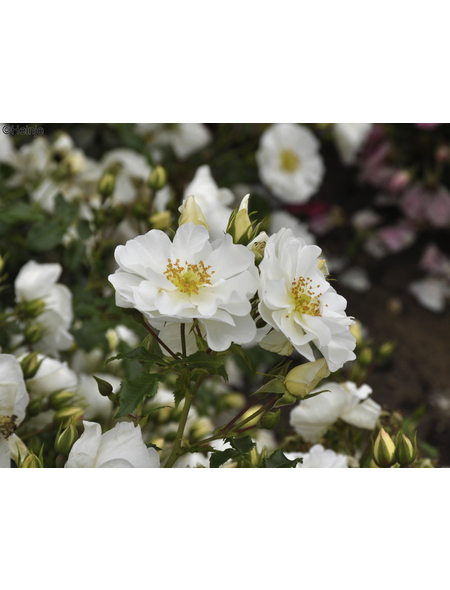  Bodendecker-Rose 'Diamant', Rosa hybrida, Blüten: rein weiß