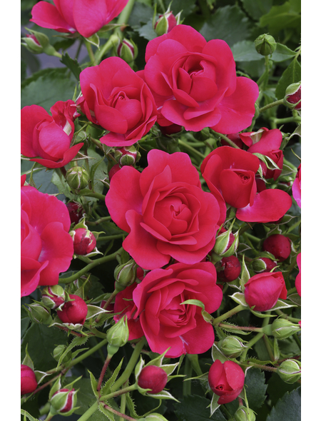  Bodendecker-Rose 'Gärtnerfreude', Rosa hybrida, Blüten: himbeerrot