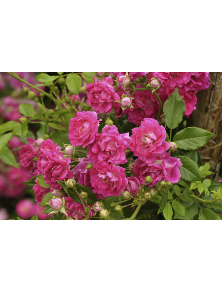  Bodendecker-Rose 'Heidetraum', Rosa hybrida, Blüten: kaminrosarot