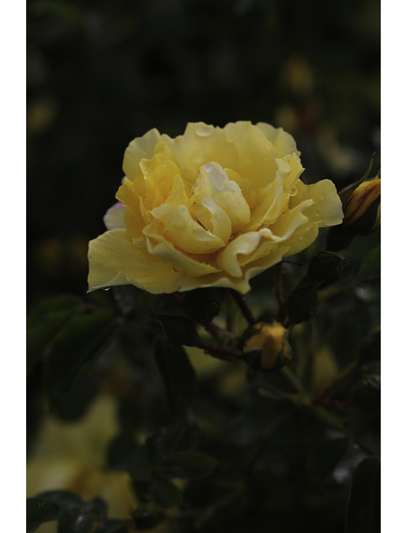  Bodendecker-Rose 'Limesgold', Rosa hybrida, Blüten: gelb