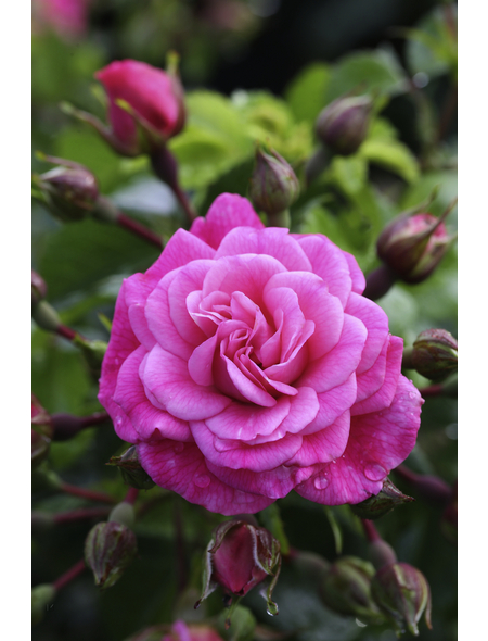  Bodendecker-Rose 'PalmengartenFrankfurt', Rosa hybrida, Blüten: tiefrosa