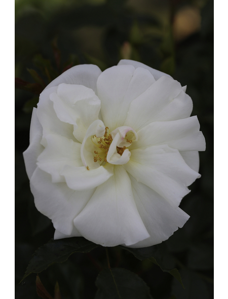  Bodendecker-Rose 'Schneeflocke', Rosa hybrida, Blüten: rein weiß