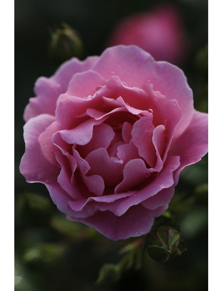  Bodendecker-Rose 'Sommerwind', Rosa hybrida, Blüten: reinrosa