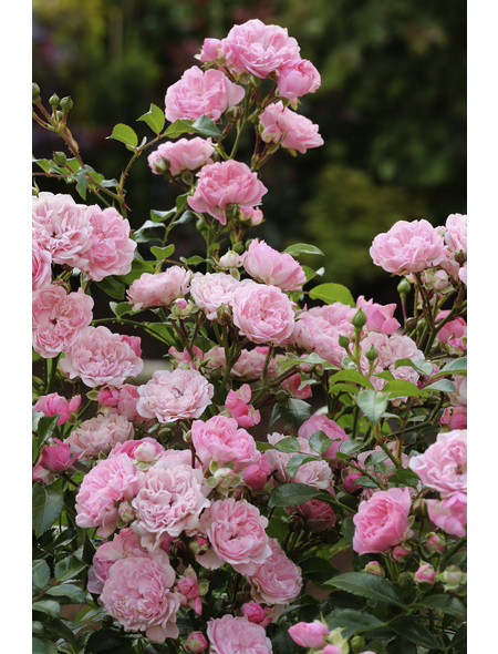  Bodendecker-Rose 'The Fairy', Rosa hybrida, Blüten: lachsfarben