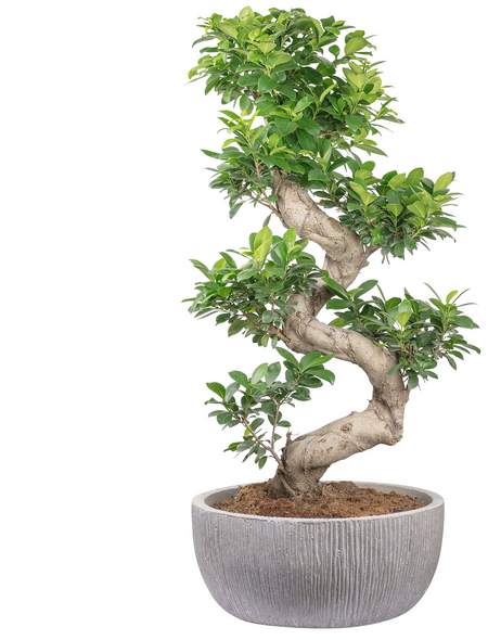 Bonsai Feige, Ficus microcarpa »Ginseng Fuji«, im Kunststoff-Kulturtopf