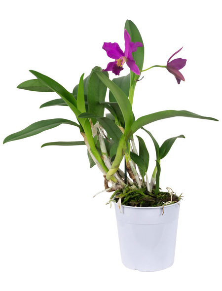 Cattleya-Orchidee, Cattleya, Blüte: mehrfarbig - Hagebau.de