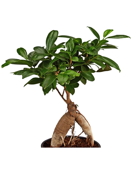 GARTENKRONE Chinesische Feige/Lorbeerfeige Ficus microcarpa 'Ginseng' 25 cm GARTENKRONE Chinesische Feige/Lorbeerfeige Ficus microcarpa 'Ginseng' 25 cm