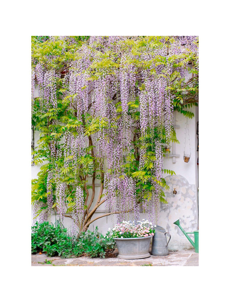 Gartenkrone Chinesischer Blauregen, Wisteria sinensis »Prolific«, blau