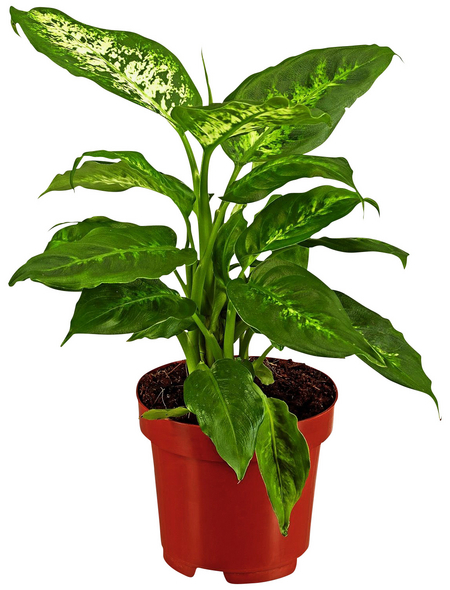 GARTENKRONE Dieffenbachie Dieffenbachia hybrid 30 cm GARTENKRONE Dieffenbachie Dieffenbachia hybrid 30 cm