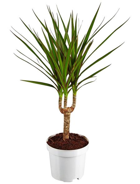 GARTENKRONE Drachenbaum, Dracaena Marginata, Topf-Ø: 11cm GARTENKRONE Drachenbaum, Dracaena Marginata, Topf-Ø: 11cm