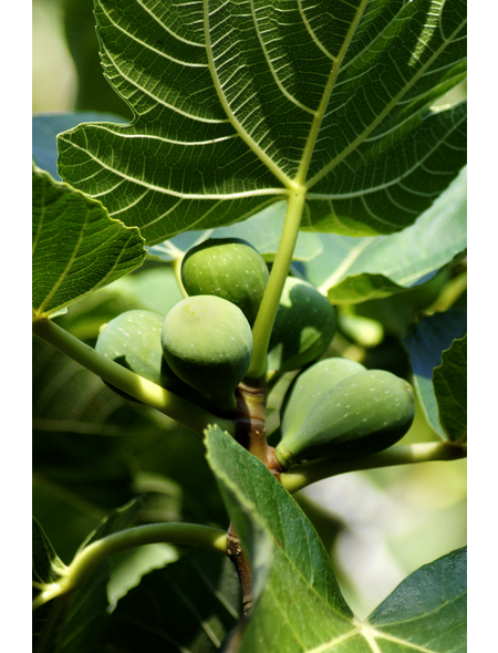  Echte Feige 'Firoma'®, Ficus carica, Früchte: süß-aromatisch