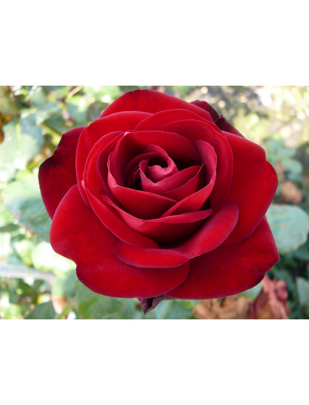 ROSEN TANTAU Edelrose, Rosa x hybrida »Marlene«, Blüte: rot, gefüllt