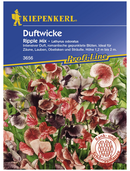 KIEPENKERL Edelwicken, Lathyrus odoratus, Samen, Blüte: mehrfarbig