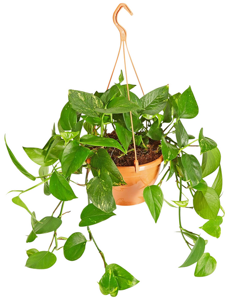 GARTENKRONE Efeutute Epipremnum aureum GARTENKRONE Efeutute Epipremnum aureum