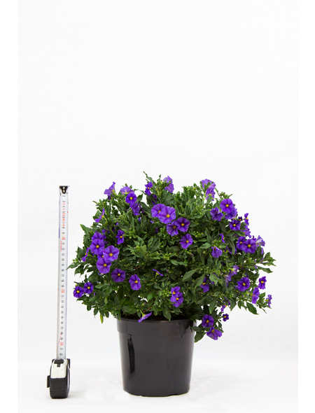  Enzianstrauch, Solanum rantonettii, Blüte: Blau