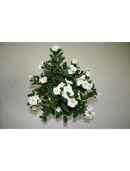  Enzianstrauch, Solanum rantonettii, Blüte: Weiß