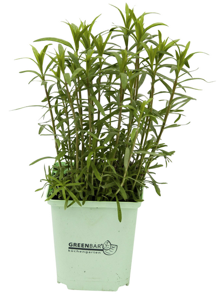 GREENBAR Estragon 3er Set, Artemisia Dracunculus, im Topf