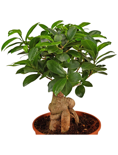 EVRGREEN Zimmerpflanze Ficus Ginseng in Hydrokultur mit weißem Topf als Set Ginseng Bonsai Ficus microcarpa 'Bonsai'