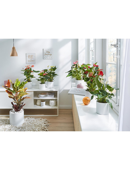GARTENKRONE Große Flamingoblume Anthurium andraeanum 6 – 8 Blüten rosa Ø 14 cm GARTENKRONE Große Flamingoblume Anthurium andraeanum 6 – 8 Blüten rosa Ø 14 cm