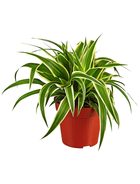 GARTENKRONE Grünlilie Chlorophytum comosum GARTENKRONE Grünlilie Chlorophytum comosum