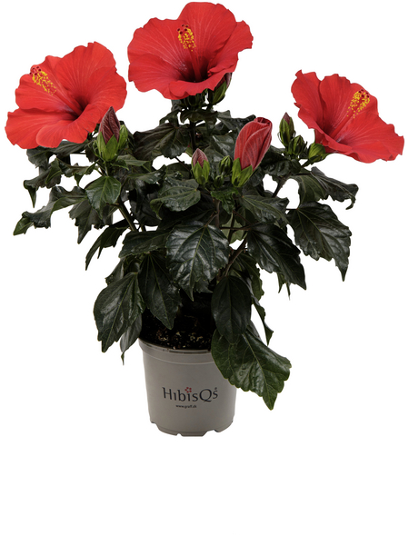 Hibiskus, Hibiscus rosasinensis »Longlife«, Blätter grün, Blüten