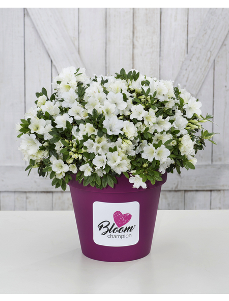  Japanische Azalee, Rhododendron obtusum »BloomChampion ® White«, weiß, Höhe: 30 - 60 cm
