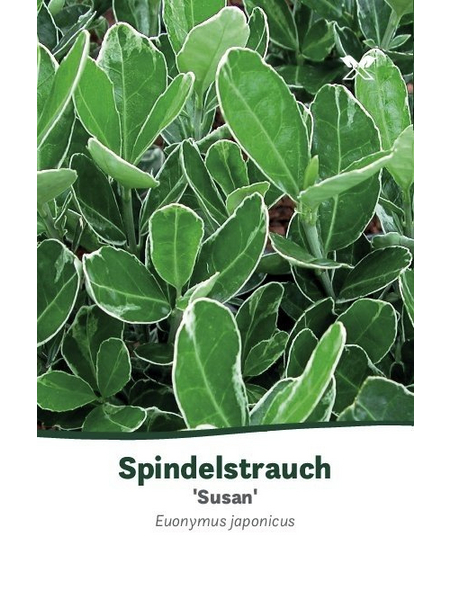  Japanischer Spindelstrauch, Euonymus japonica »Susan«, Blattfarbe: grün