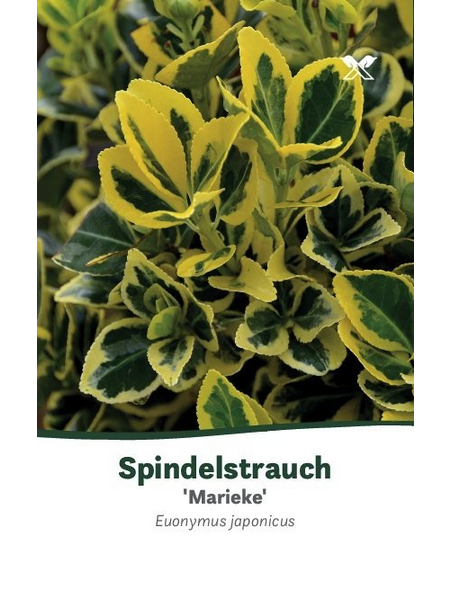  Japanischer Spindelstrauch, Euonymus japonicus »Marieke«, Blattfarbe: grün/gelb, Blüten: grün